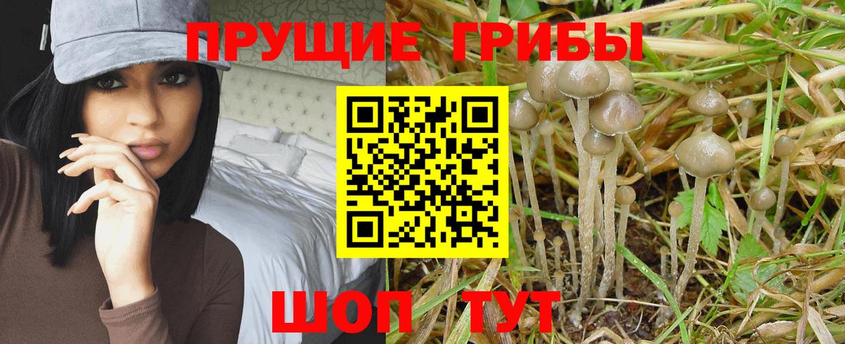 Южноуральск  Галлюциногенные грибы прущие грибы  Псилоцибиновые грибы Cubensis  Вход с VPN 