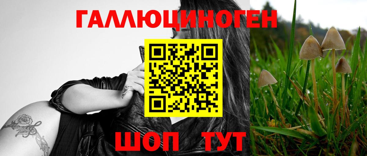 Галлюциногенные грибы Psilocybe Южноуральск